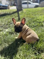 Bucky mask, a female French Bulldog for sale in Ontario, CA – 2 of 2