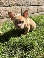 Isabella male pick of litter , a male French Bulldog for sale in Ontario, CA – 4 of 4