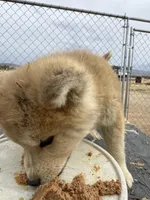 Bruno, a male Japanese Akita for sale in Lucerne Valley, CA – Photo 2 of 7