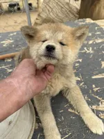 Bruno, a male Japanese Akita for sale in Lucerne Valley, CA – Photo 4 of 7