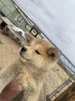 Bruno, a male Japanese Akita for sale in Lucerne Valley, CA – Photo 5 of 7
