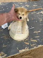 Bruno, a male Japanese Akita for sale in Lucerne Valley, CA – Photo 7 of 7