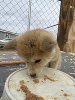 Bruno, a male Japanese Akita for sale in Lucerne Valley, CA – Photo 3 of 7