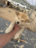 Bruno, a male Japanese Akita for sale in Lucerne Valley, CA – Photo 6 of 7