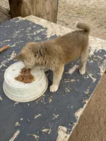 Bruno, a male Japanese Akita for sale in Lucerne Valley, CA – Photo 1 of 7