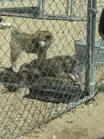 Maxine, a female Japanese Akita for sale in Lucerne Valley, CA – 3 of 6