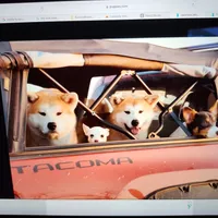 Roxy, a female Japanese Akita for sale in Lucerne Valley, CA – Photo 2 of 10