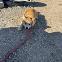 Roxy, a female Japanese Akita for sale in Lucerne Valley, CA – Photo 10 of 10