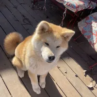 Roxy, a female Japanese Akita for sale in Lucerne Valley, CA – Photo 1 of 10