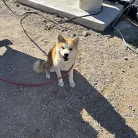 Roxy, a female Japanese Akita for sale in Lucerne Valley, CA – Photo 7 of 10