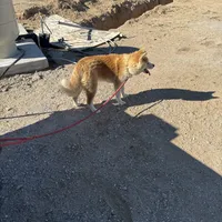 Roxy, a female Japanese Akita for sale in Lucerne Valley, CA – Photo 5 of 10