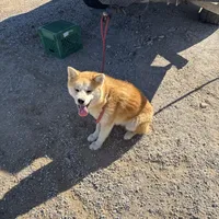 Roxy, a female Japanese Akita for sale in Lucerne Valley, CA – Photo 8 of 10
