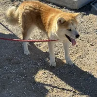 Roxy, a female Japanese Akita for sale in Lucerne Valley, CA – Photo 4 of 10