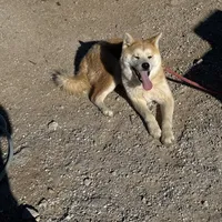 Roxy, a female Japanese Akita for sale in Lucerne Valley, CA – Photo 9 of 10