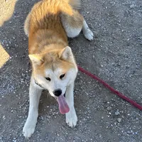 Roxy, a female Japanese Akita for sale in Lucerne Valley, CA – Photo 3 of 10