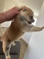 Bruno, a  Japanese Akita for sale in Lucerne Valley, CA – Photo 1 of 3