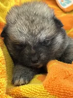 Kita, a female Japanese Akita for sale in Lucerne Valley, CA – Photo 1 of 4