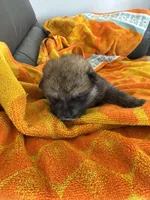 Kita, a female Japanese Akita for sale in Lucerne Valley, CA – Photo 3 of 4