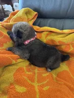 Kita, a female Japanese Akita for sale in Lucerne Valley, CA – Photo 4 of 4