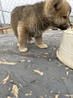 Kita, a female Japanese Akita for sale in Lucerne Valley, CA – Photo 5 of 5