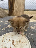 Kita, a female Japanese Akita for sale in Lucerne Valley, CA – Photo 2 of 5