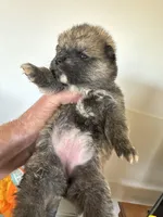 Kita, a female Japanese Akita for sale in Lucerne Valley, CA – Photo 2 of 4