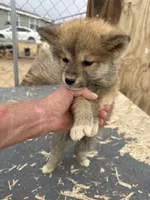 Kita, a female Japanese Akita for sale in Lucerne Valley, CA – Photo 3 of 5