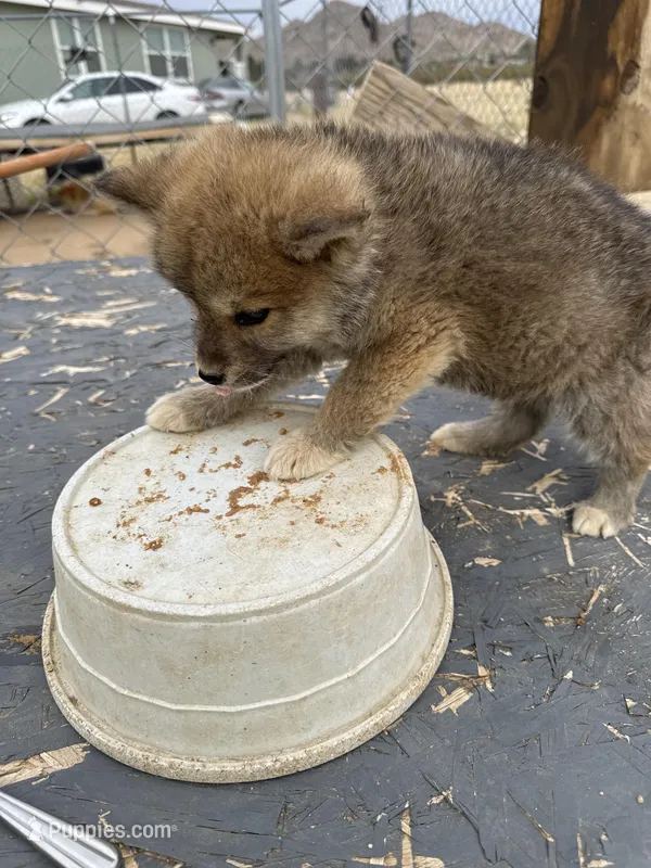 Kita – Japanese Akita puppy for sale in Lucerne Valley, CA