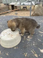 Kita, a female Japanese Akita for sale in Lucerne Valley, CA – Photo 4 of 5