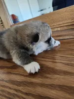 Akita 3, a female Japanese Akita for sale in Lucerne Valley, CA – Photo 3 of 6