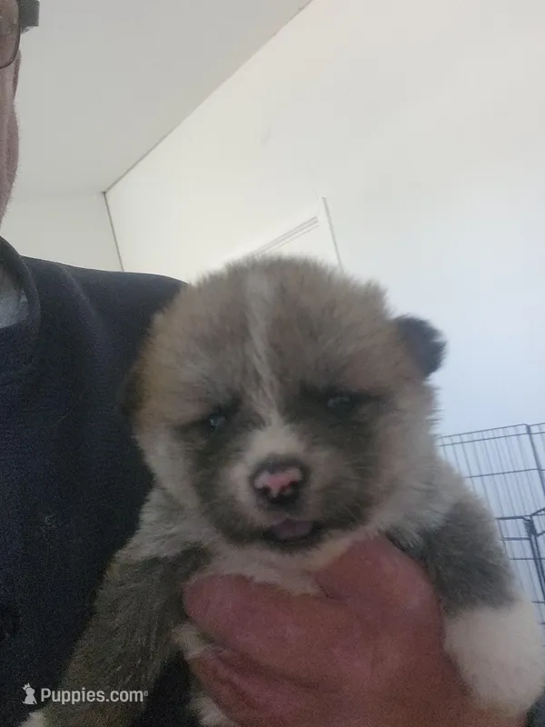 Akita 3, a female Japanese Akita for sale in Lucerne Valley, CA – Photo 1 of 6