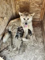 Akita 3, a female Japanese Akita for sale in Lucerne Valley, CA – Photo 6 of 6
