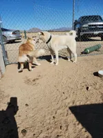 Akita 3, a female Japanese Akita for sale in Lucerne Valley, CA – Photo 4 of 6