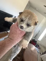 Bruno, a  Japanese Akita for sale in Lucerne Valley, CA – Photo 2 of 3