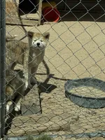 Maxine, a female Japanese Akita for sale in Lucerne Valley, CA – 5 of 6