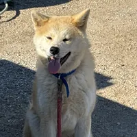 Brutis, a male Japanese Akita for sale in Lucerne Valley, CA – Photo 6 of 10