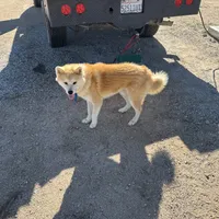 Brutis, a male Japanese Akita for sale in Lucerne Valley, CA – Photo 10 of 10