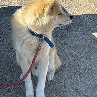 Brutis, a male Japanese Akita for sale in Lucerne Valley, CA – Photo 9 of 10