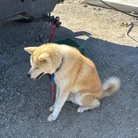 Brutis, a male Japanese Akita for sale in Lucerne Valley, CA – Photo 8 of 10