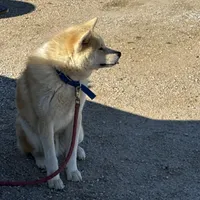 Brutis, a male Japanese Akita for sale in Lucerne Valley, CA – Photo 5 of 10