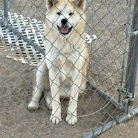 Brutis, a male Japanese Akita for sale in Lucerne Valley, CA – Photo 1 of 10
