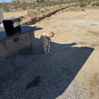 Brutis, a male Japanese Akita for sale in Lucerne Valley, CA – Photo 4 of 10