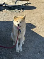 processed/f9e85c9b-3c8a-485e-b37b-410d6b48d3a3/listing/a971ac4b-315b-4b92-b54c-45e4cb0eb066/9e746c27-3b67-4d83-93b4-ea7ce0d3f160