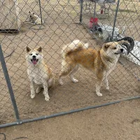 Brutis, a male Japanese Akita for sale in Lucerne Valley, CA – Photo 3 of 10