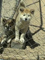 Maxine, a female Japanese Akita for sale in Lucerne Valley, CA – 4 of 6