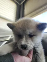 Akita 6, a male Japanese Akita for sale in Lucerne Valley, CA – Photo 2 of 9