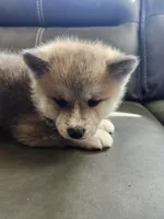 Akita 6, a male Japanese Akita for sale in Lucerne Valley, CA – Photo 7 of 9