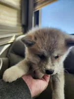 Akita 6, a male Japanese Akita for sale in Lucerne Valley, CA – Photo 3 of 9