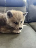 Akita 6, a male Japanese Akita for sale in Lucerne Valley, CA – Photo 5 of 9