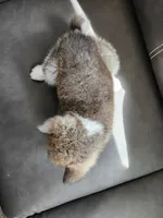 Akita 6, a male Japanese Akita for sale in Lucerne Valley, CA – Photo 1 of 9